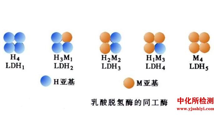 乳酸脫氫酶同工酶測(cè)定