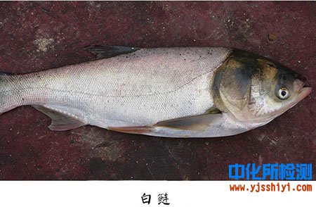 鰱魚成分檢測