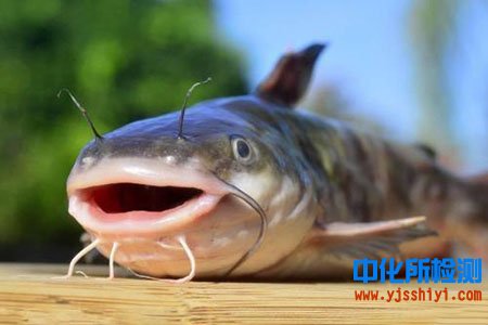 鯰魚成分檢測