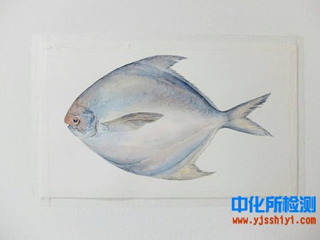 鯧魚成分檢測