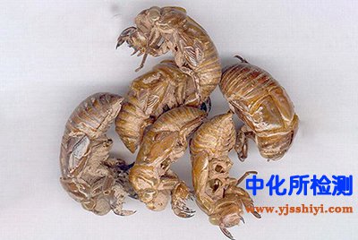 蟬蛻檢測(cè)